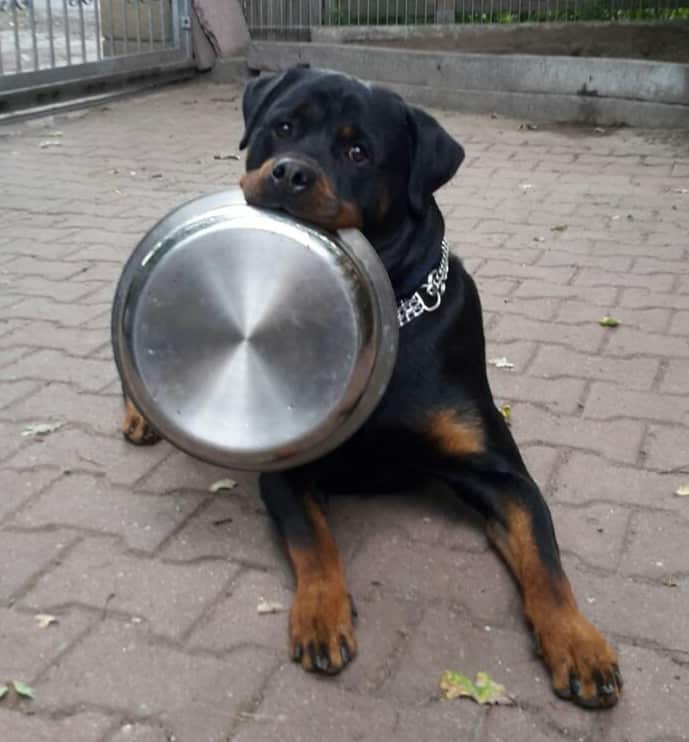 Rottweiler