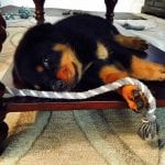 rottweiler lying