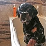 rottweilers