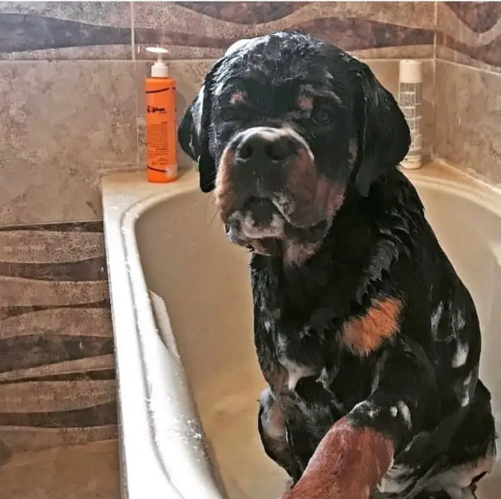According To Science This Is What It Means When Rottweilers Tilt Their Head 2 Rottweilers