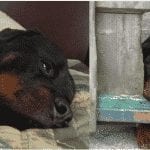 rottweilers