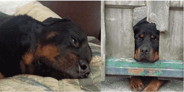 Rottweilers