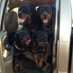 rottweiler in the car