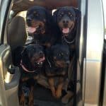 rottweiler in the car