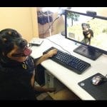 facts about Rottweilers
