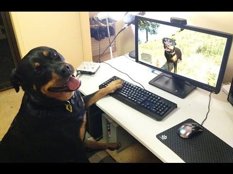 Rottweiler