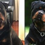 Supplements for Rottweilers