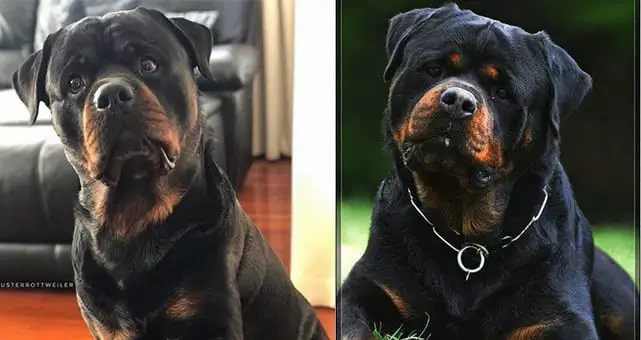 Supplements for Rottweilers