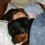 rottweiler sleep