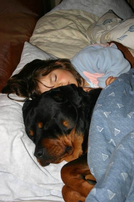 Does Your Rottweiler Sleep In Bed With You? We Show You The Pros And Cons Of Sleeping With Them 1 Rottweiler