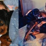 rottweiler sleep in bed