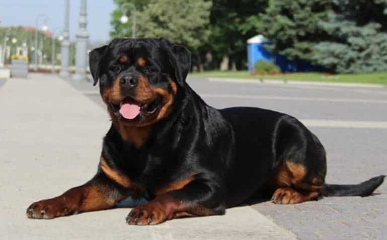 Rottweiler Names