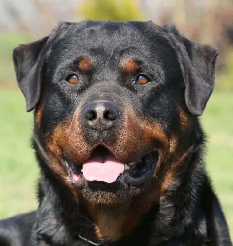 10 Powerful Reasons Why Having a Rottweiler Can Change Your Life 2 rottweiler