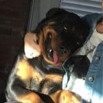 rottweilerhug