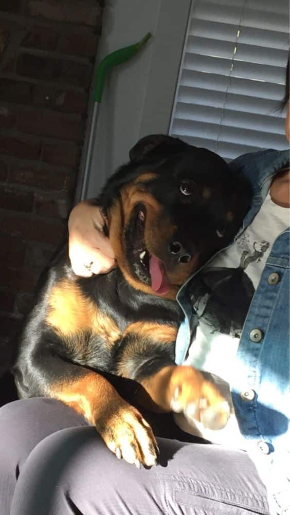 10 Powerful Reasons Why Having a Rottweiler Can Change Your Life 5 rottweiler