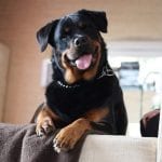 rottweiler happy