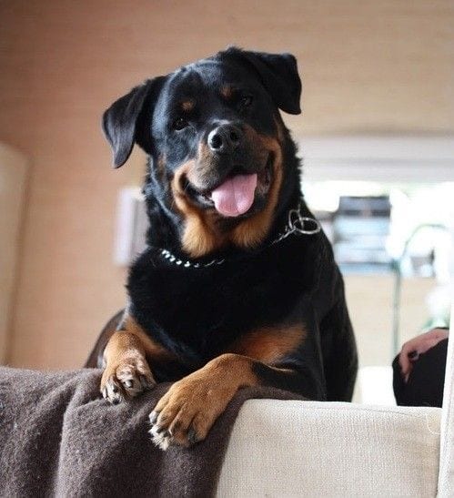10 Powerful Reasons Why Having a Rottweiler Can Change Your Life 10 rottweiler
