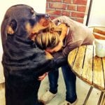 rottweiler hug