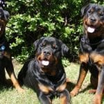 rottweiler best breed