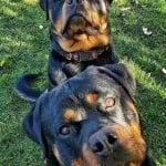 rottweiler faces