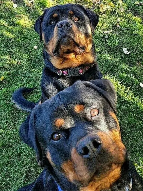 15 Things that you have to endure of your Rottweiler for real love. 13 rottweiler