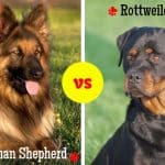 Rottweiler vs Germanshepherd