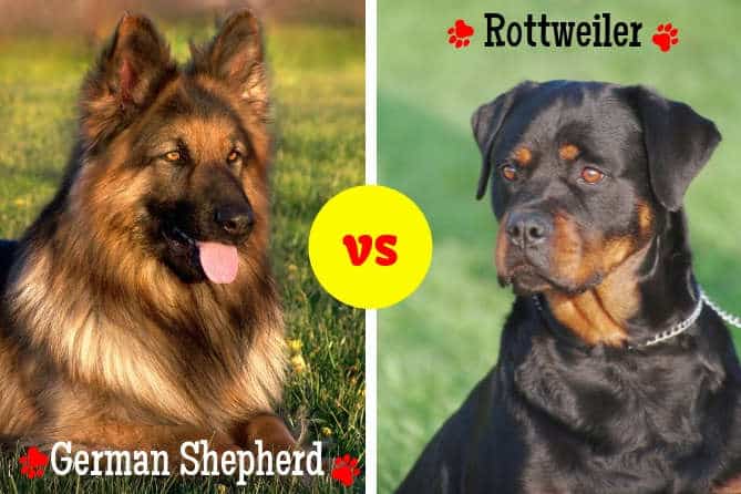 rottweiler and german shepherd