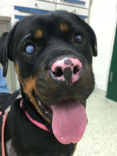 Saved By The Fish! The Graft That Saved A Rottweiler’s Life 1 rottweiler skin graft