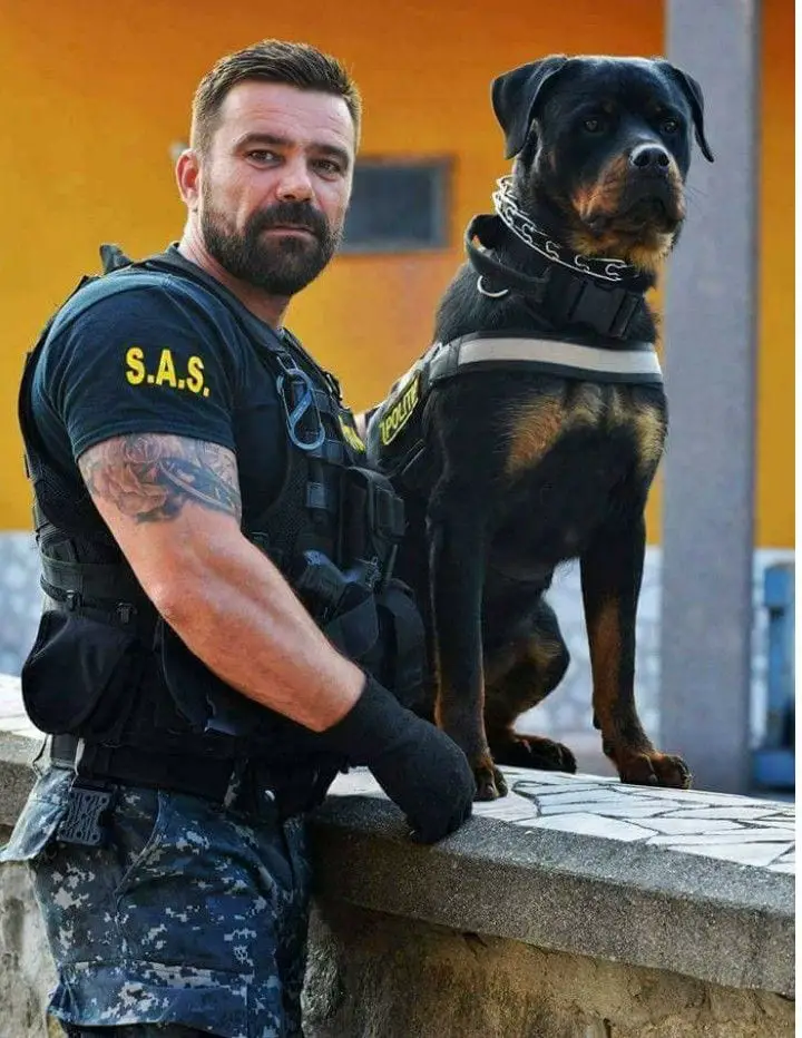 Cane Corso and Rottweiler