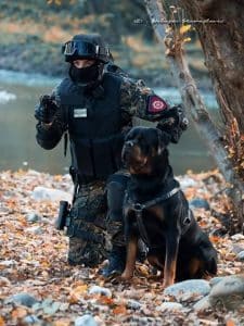 Dog Breeds Who Have Provided Their Service To The Nation With Honor 4 dogs service nation