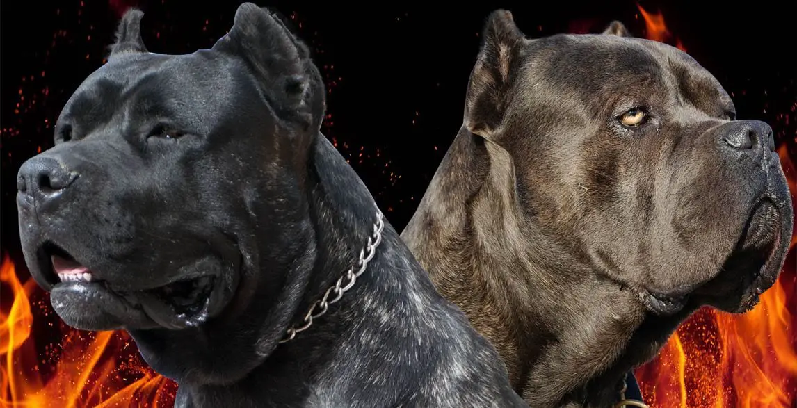 42441c316f3945ff244ad156b3212a78 Rottweiler Life