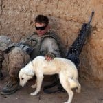Army-dogs