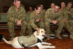 Dog Breeds Who Have Provided Their Service To The Nation With Honor 1 dogs service nation