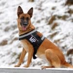 German_Shepherd_Dog_in_Lithuanian_Army