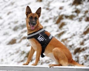 Dog Breeds Who Have Provided Their Service To The Nation With Honor 7 dogs service nation