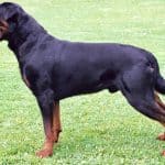 Rottweiler_standing_facing_left