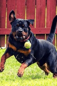 Rottweiler Or German Shepherd: Which Is The Better Breed? 1 rottweiler german shepherd