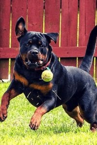 rottweiler german shepherd