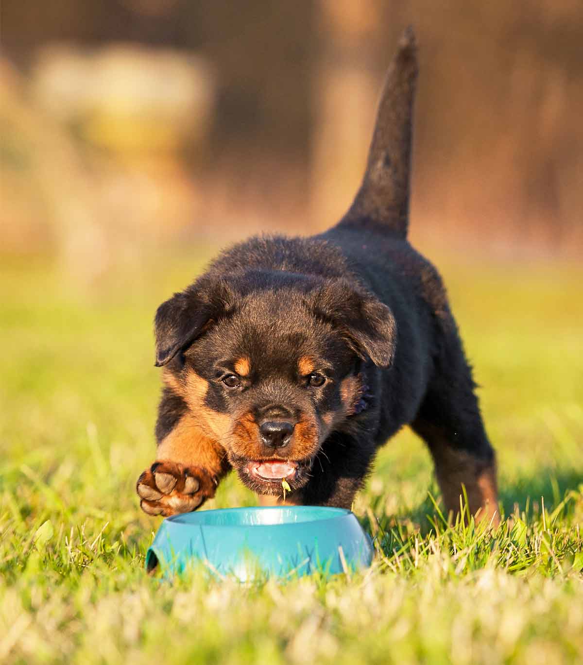 best-food-for-rottweiler-puppies-rottweiler-life