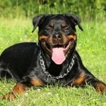 best-food-for-rottweilers-1150×700