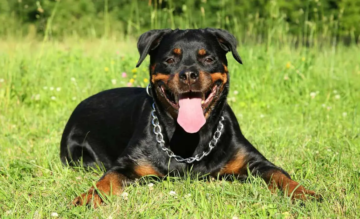 doberman rottweiler