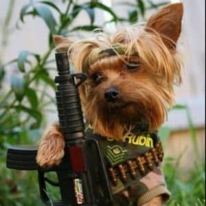 Dog Breeds Who Have Provided Their Service To The Nation With Honor 3 dogs service nation