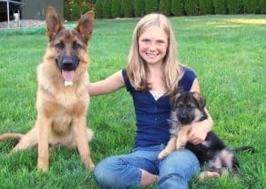 Rottweiler Or German Shepherd: Which Is The Better Breed? 2 rottweiler german shepherd