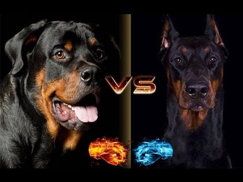 rottweiler vs doberman