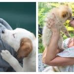 Humans Kiss Their Dogs