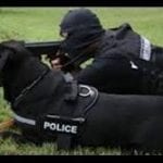 dogs service nation