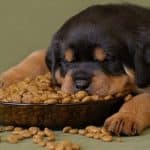 rottweiler puppy food