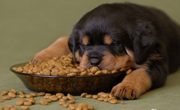 Rottweiler-puppy-not-eating