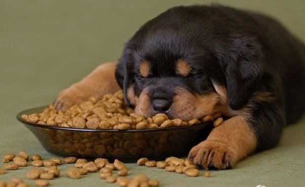 Rottweiler Puppies Food Chart - Anna Blog