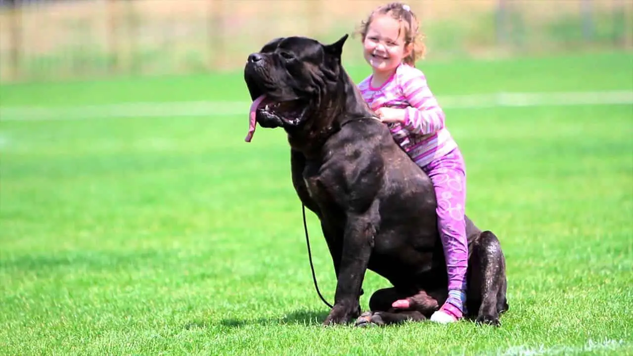 Cane Corso and Rottweiler